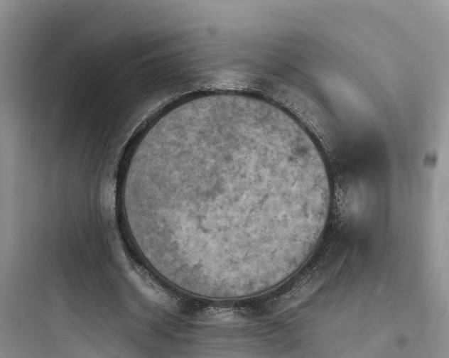 X0000097920534200803211529