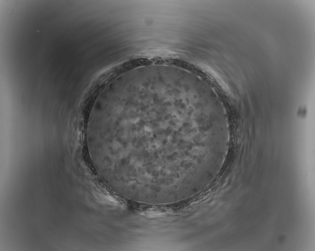 X0000097921063200803211522