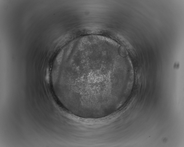 X0000097920026200803281436