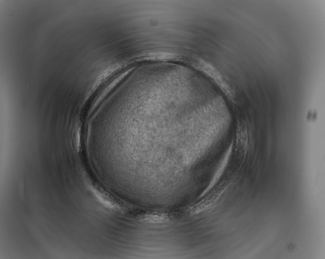 X0000097920110200803281435