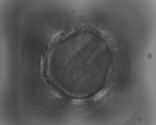 X0000097920192200803281434