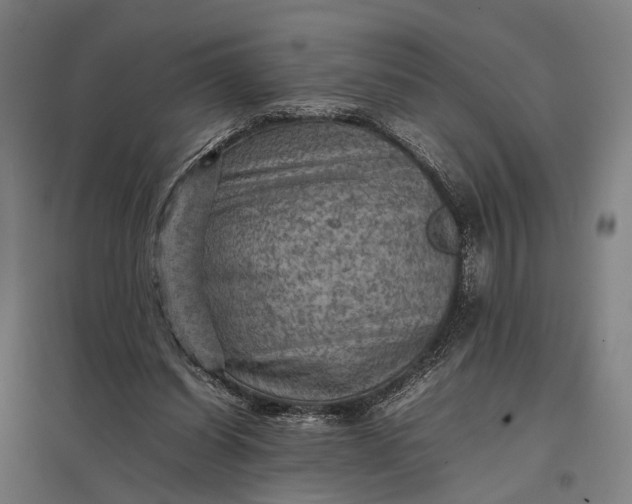 X0000097920254200803281432