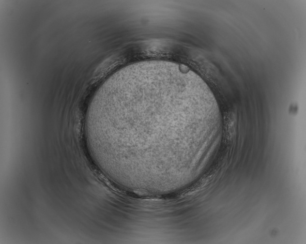 X0000097920266200803281433