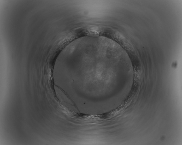 X0000097920331200803281432