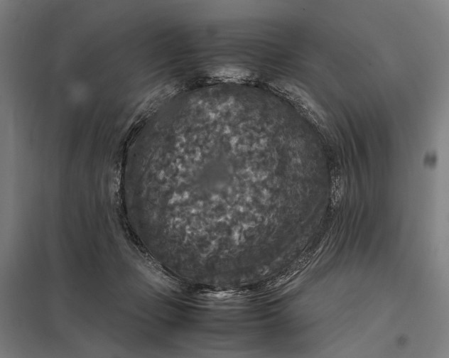 X0000097920365200803281431