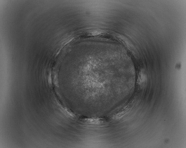 X0000097920524200803281429