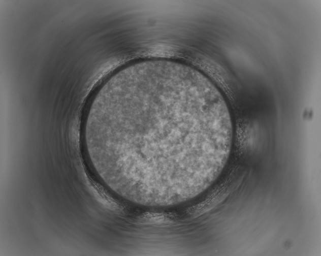 X0000097920534200803281428