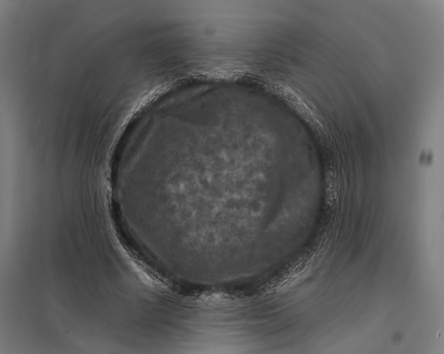 X0000097920634200803281427