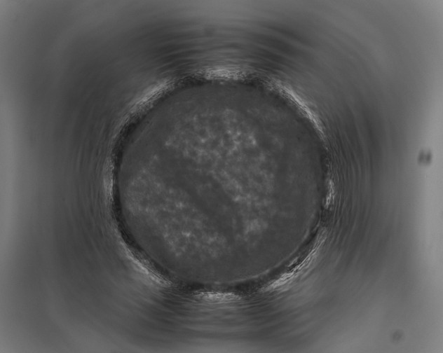 X0000097920637200803281427