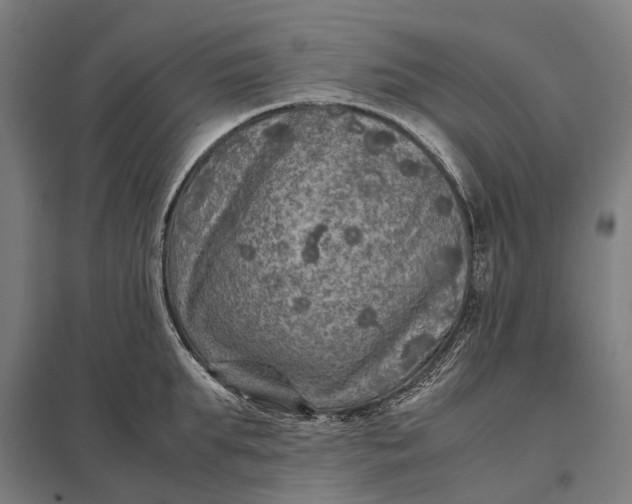 X0000097920903200803281423