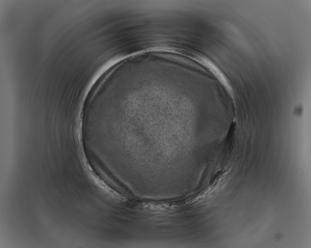 X0000097920955200803281423