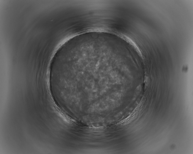 X0000097921035200803281421