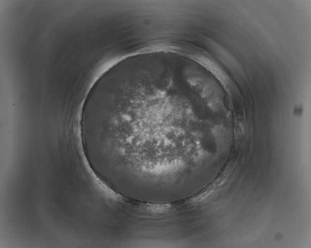 X0000097921055200803281421