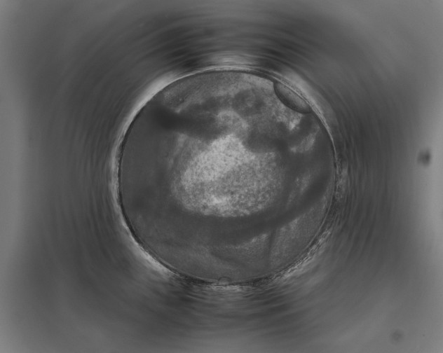 X0000097921243200803281419