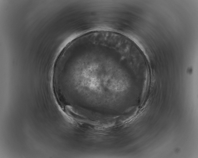 X0000097921245200803281419