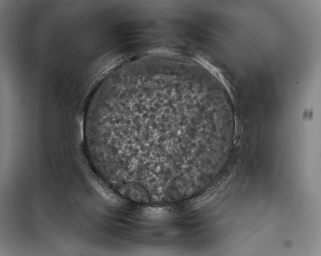 X0000097920061200804041533