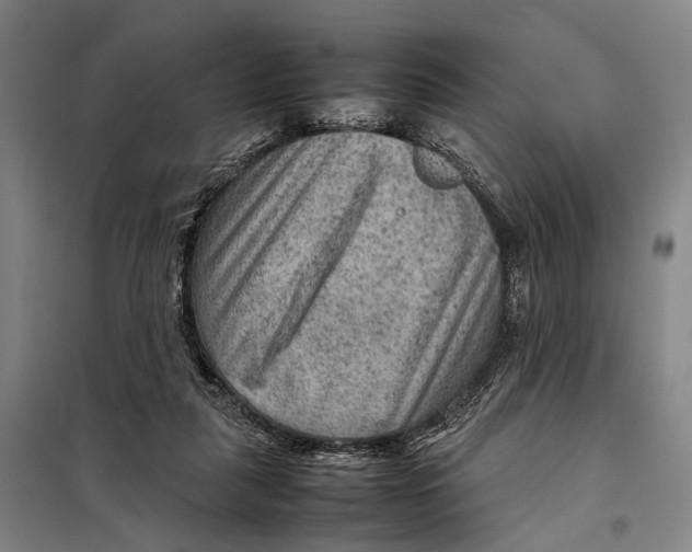 X0000097920259200804041530