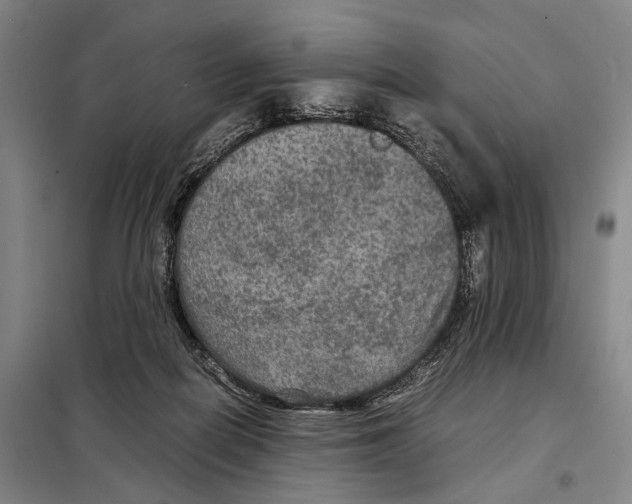 X0000097920266200804041530