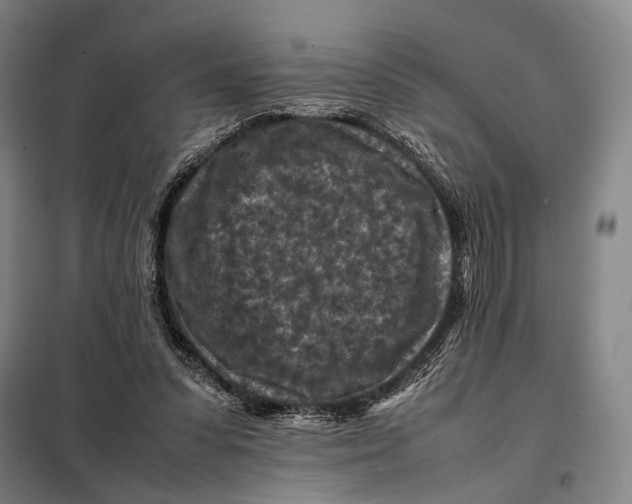 X0000097920303200804041530