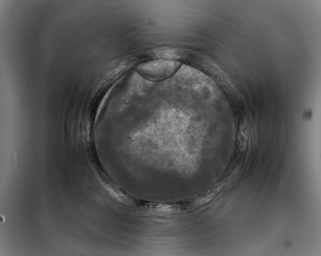 X0000097920330200804041530