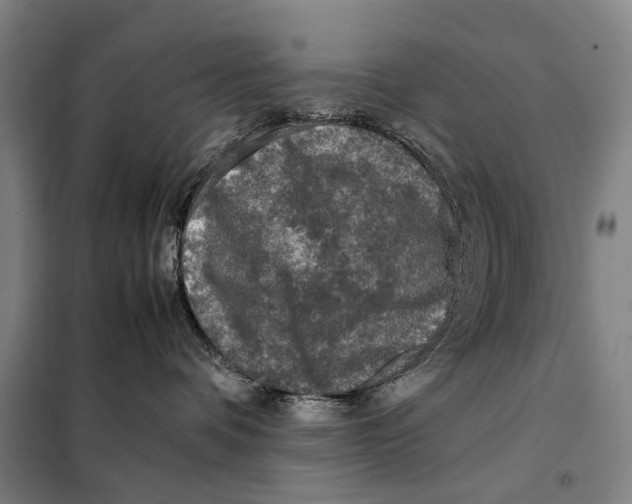 X0000097920336200804041529