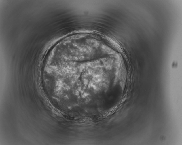 X0000097920337200804041529