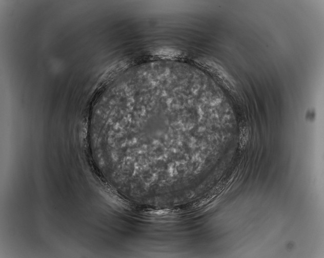 X0000097920365200804041529