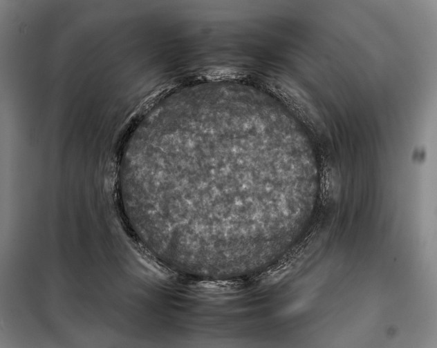 X0000097920367200804041529