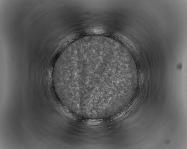 X0000097920373200804041529