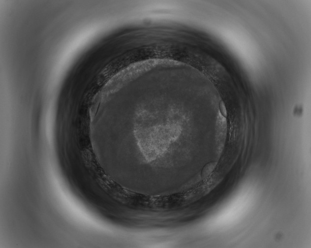 X0000097920383200804041529