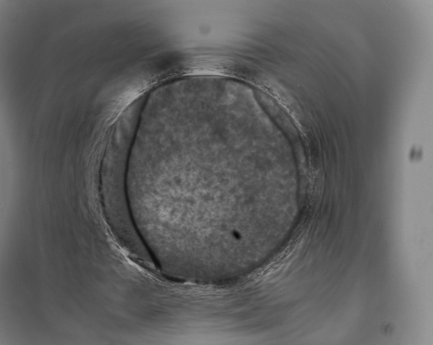 X0000097920385200804041529