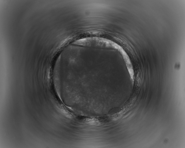 X0000097920424200804041528