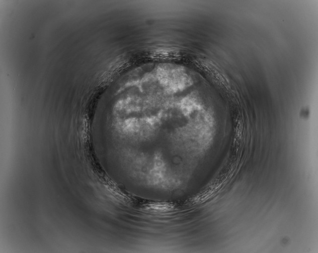 X0000097920659200804041525