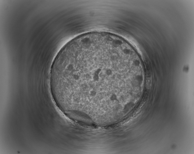 X0000097920903200804041521