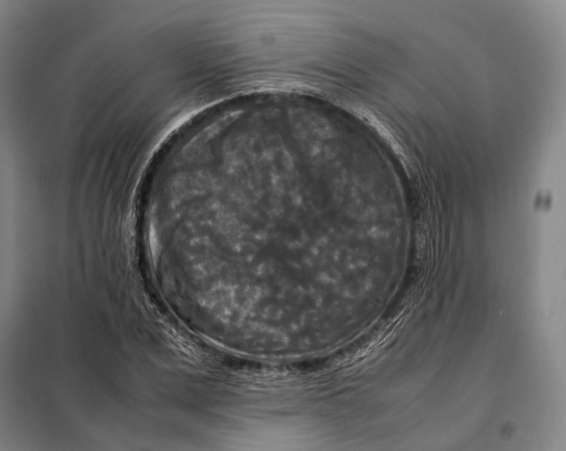 X0000097920975200804041520