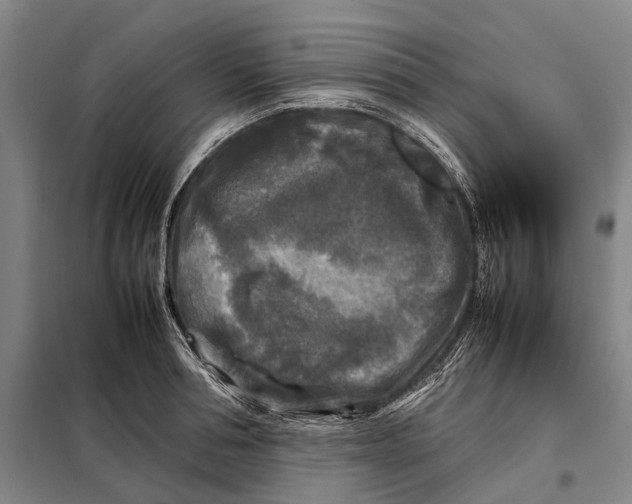 X0000097920994200804041520