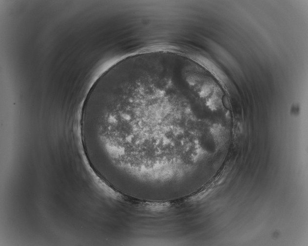 X0000097921055200804041520