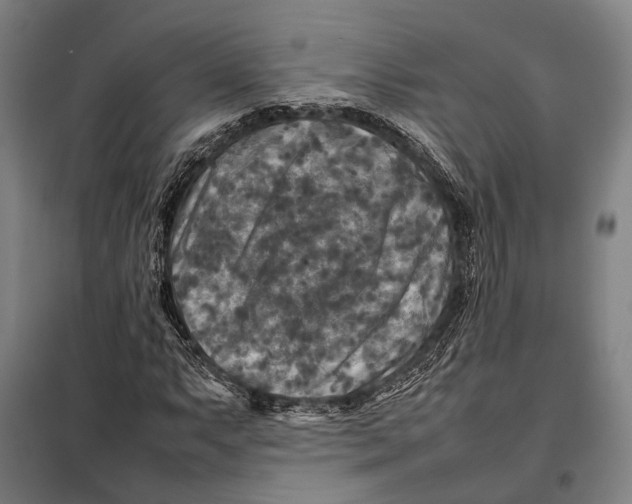 X0000097921063200804041519