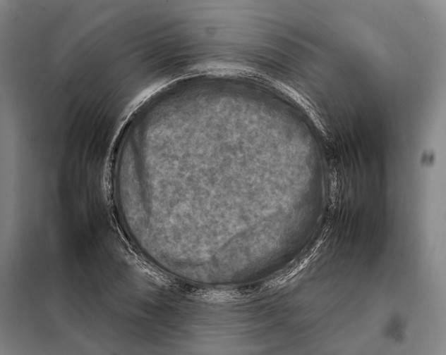 X0000097921074200804041519