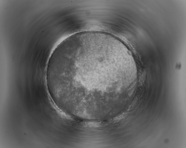 X0000097921086200804041519