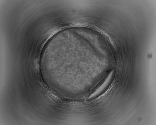 X0000097921170200804041517