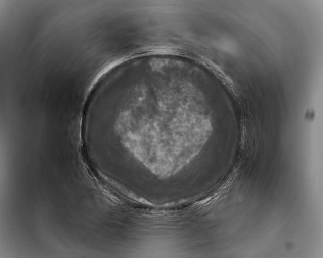 X0000097921174200804041517