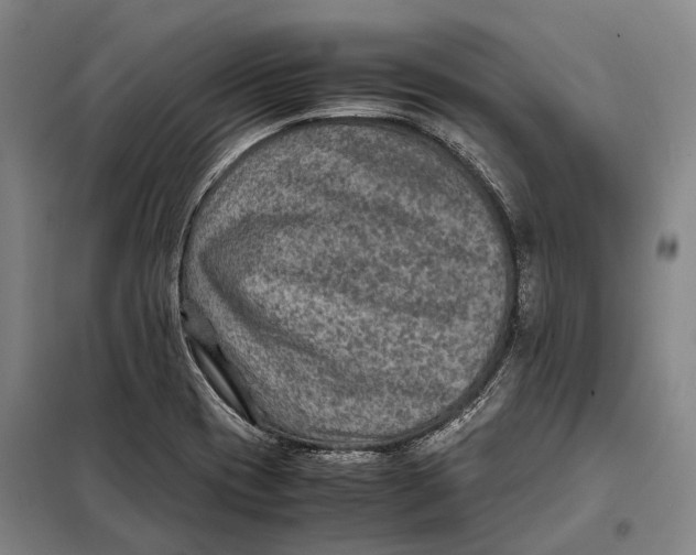 X0000097921417200804041513