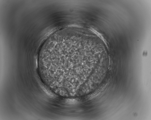 X0000097920061200804111150