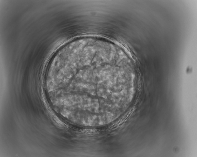 X0000097920145200804111149