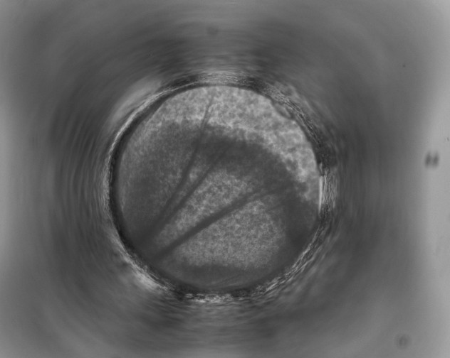 X0000097920243200804111147