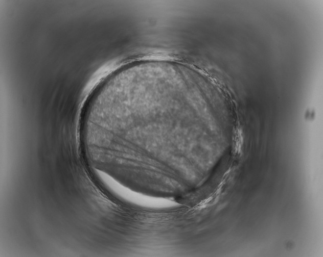 X0000097920296200804111147