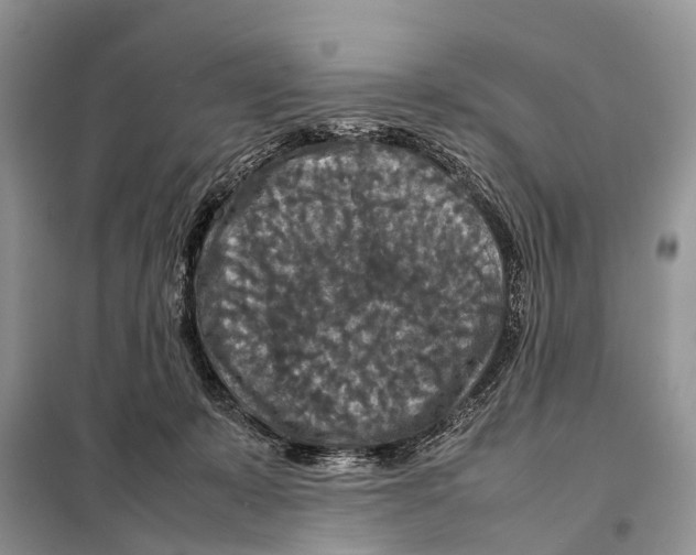 X0000097920319200804111146