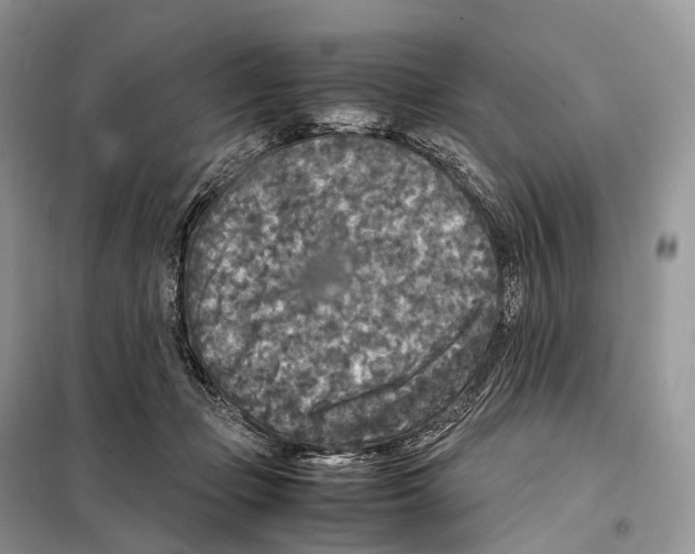 X0000097920365200804111146