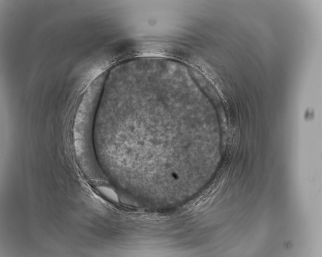 X0000097920385200804111145